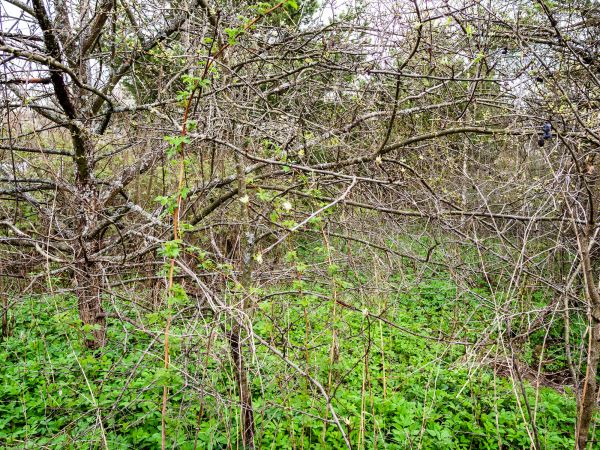Underbrush Clearing Service