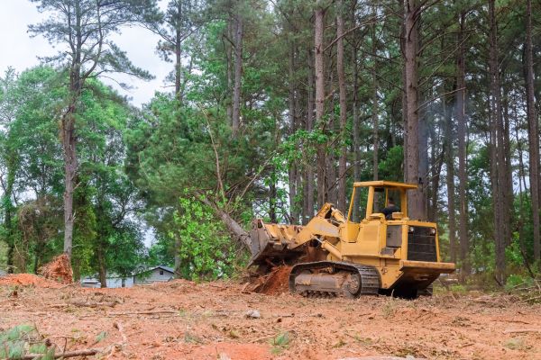 Forest Thinning Service